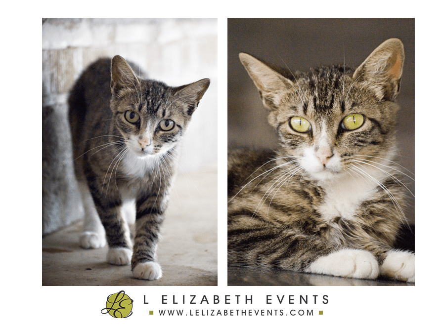 denver Pet Photography, denver cat photographer, cat portraits, brown kitten with white paws