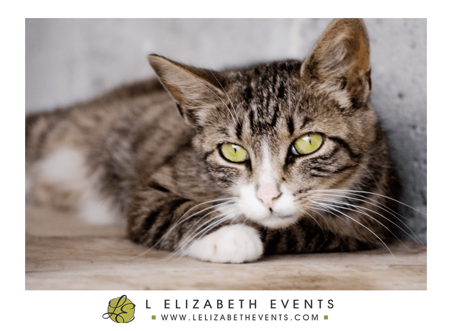 brown cat with white paws, cat portrait, denver pet photographer, colorado cat photography