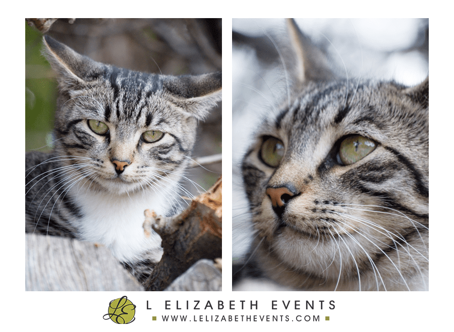 cat portrait, denver cat photographer, colorado pet photography