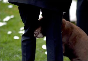 dog ring bearer, weddings with dogs,evergreen barn wedding, mountain wedding planner, wedding planning colorado,