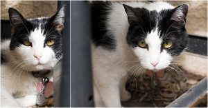 cat portraits, pet photography, denver pet photographer, black and white cat
