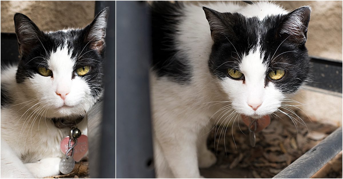 cat portraits, pet photography, denver pet photographer, black and white cat
