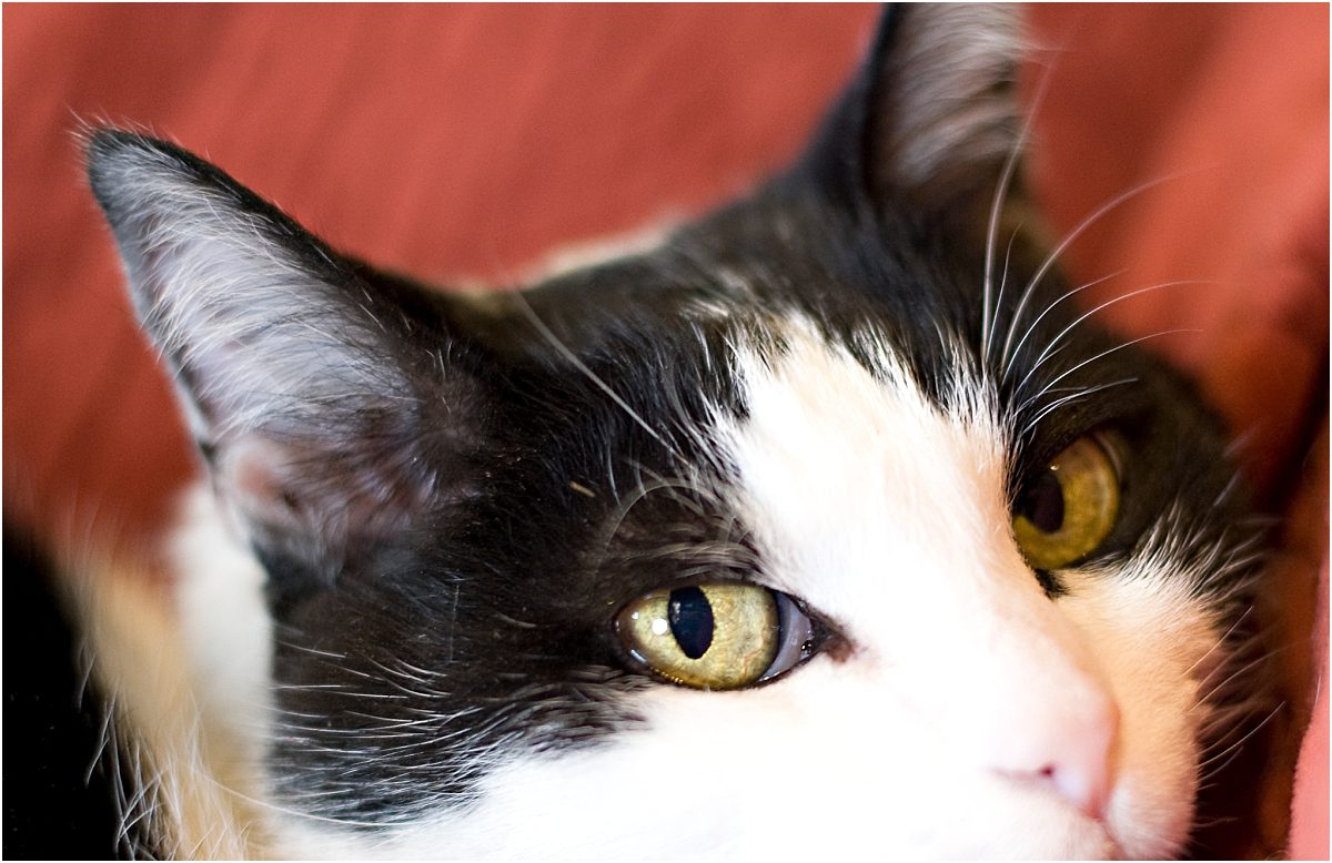 cat portraits, pet photography, denver pet photographer, black and white cat, closeup of face