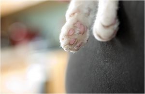 kitty paws,cat portraits, pet photography, denver pet photographer, black and white cat