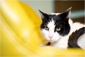 cat portraits, pet photography, denver pet photographer, black and white cat, yellow chair