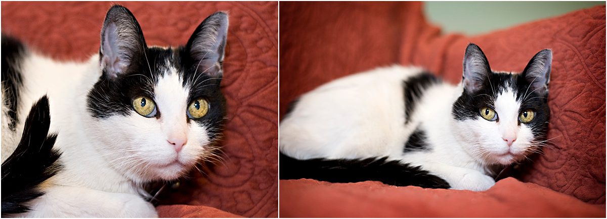 cat portraits, pet photography, denver pet photographer, black and white cat, red couch