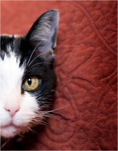 cat portraits, pet photography, denver pet photographer, black and white cat, closeup of face on red couch