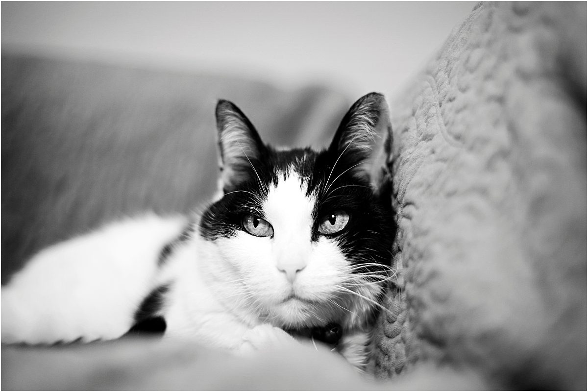 cat portraits, pet photography, denver pet photographer, black and white cat, black and white portrait