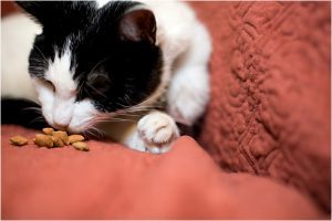 cat sniffing food,cat portraits, pet photography, denver pet photographer, black and white cat, red couch