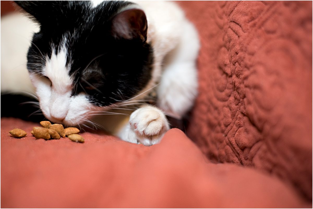 cat sniffing food,cat portraits, pet photography, denver pet photographer, black and white cat, red couch