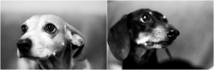 black and white dog portrait, pet photography, denver dog photographer