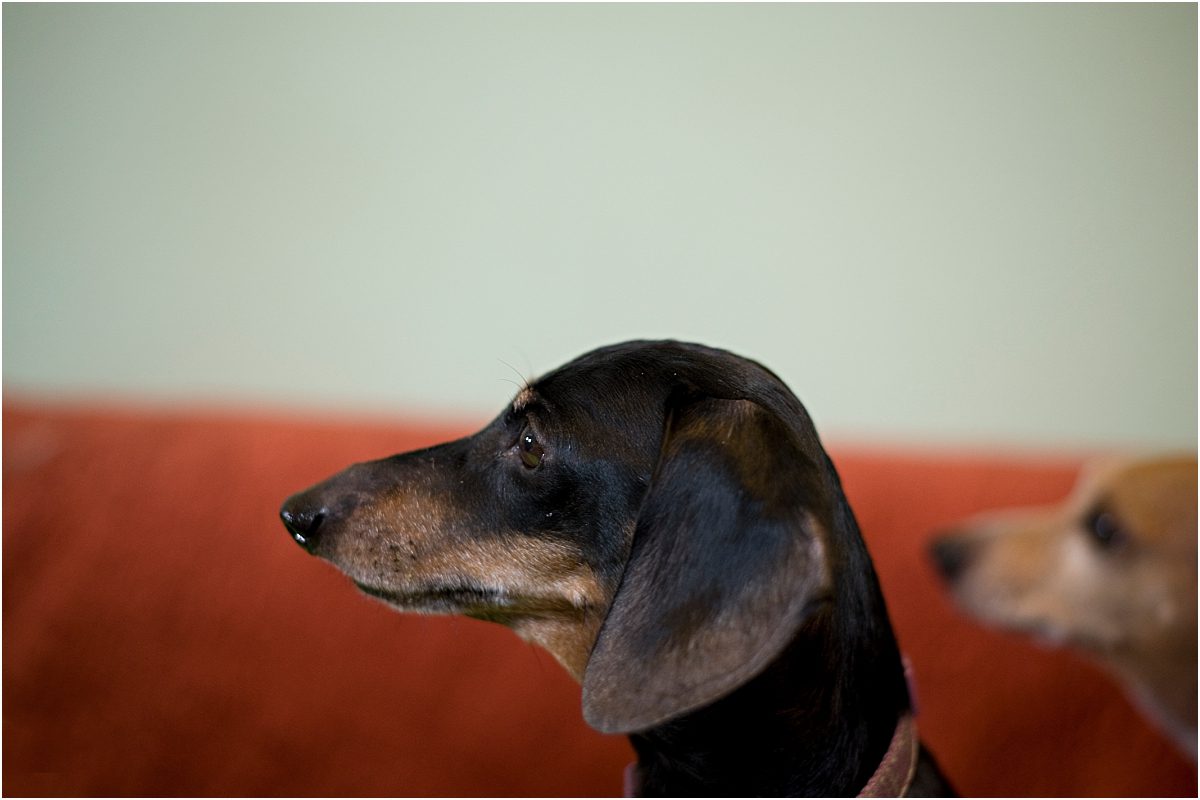dog portraits, wiener dogs, pet portraits, denver dog photographer