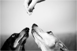 dog portraits, wiener dogs, pet portraits, denver dog photographer, feeding dogs treats, black and white photo