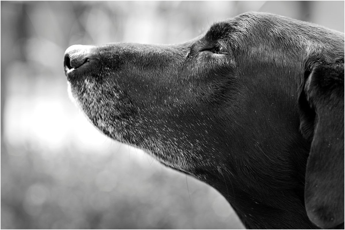 black and white portrait, snout,dog, pet portraits, colorado pet photographer, black lab