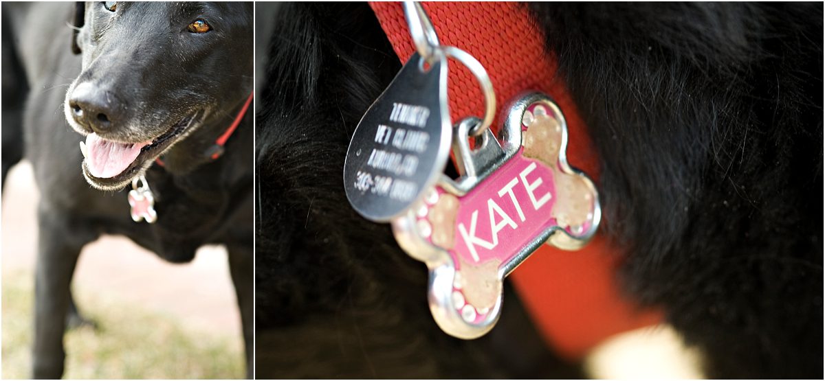 dog, pet portraits, colorado pet photographer, black lab, dog's tags