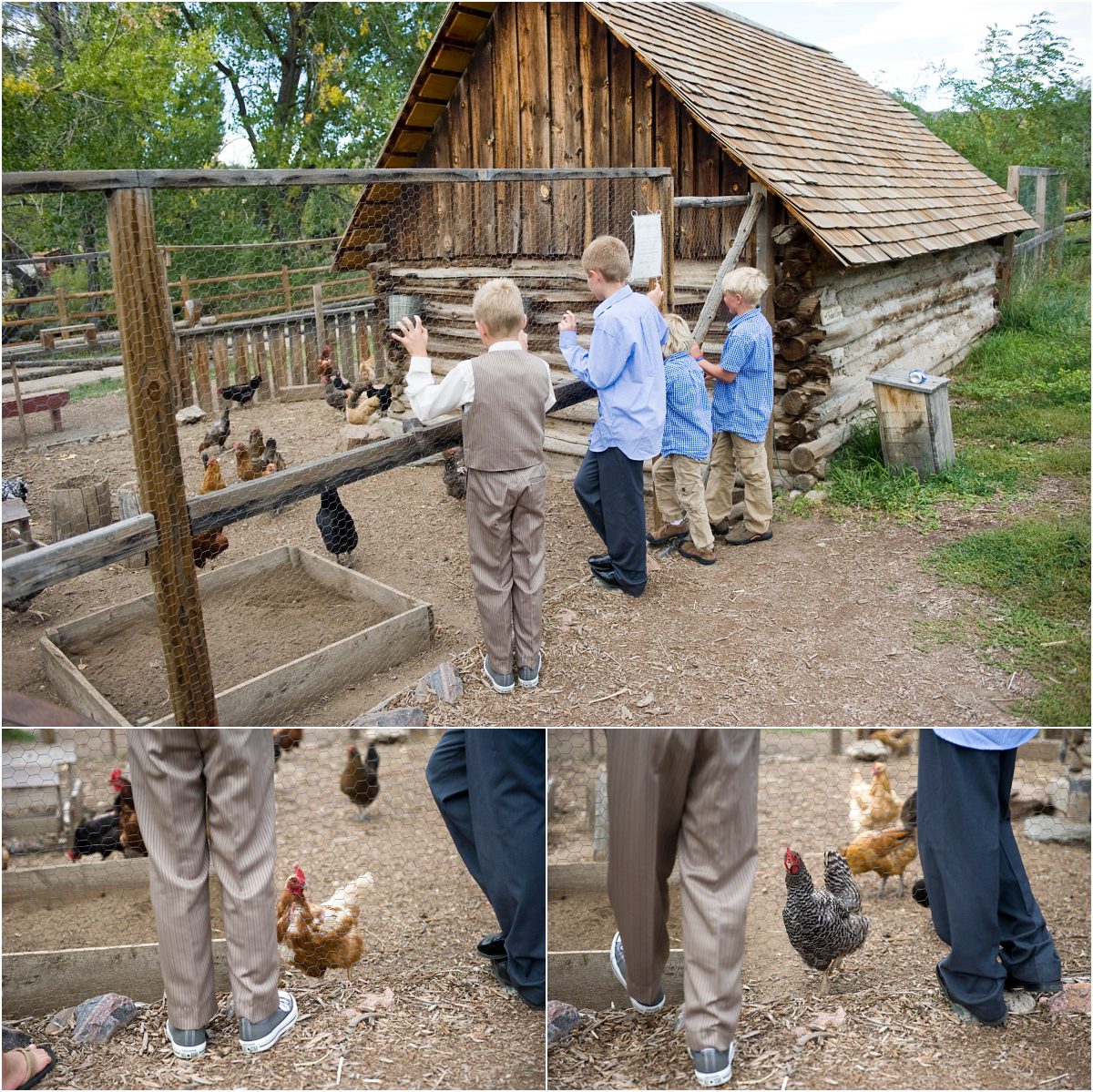 wedding guests looking at chickens near barn in clear creek history park golden, native colorado wedding, colorado wedding photographer, rustic wedding