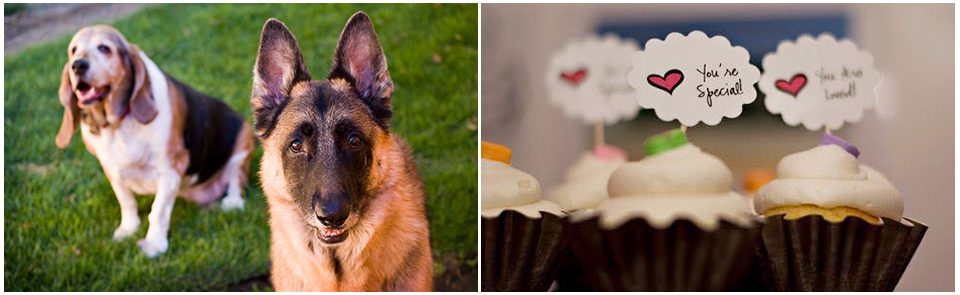 dog portrait, cupcakes