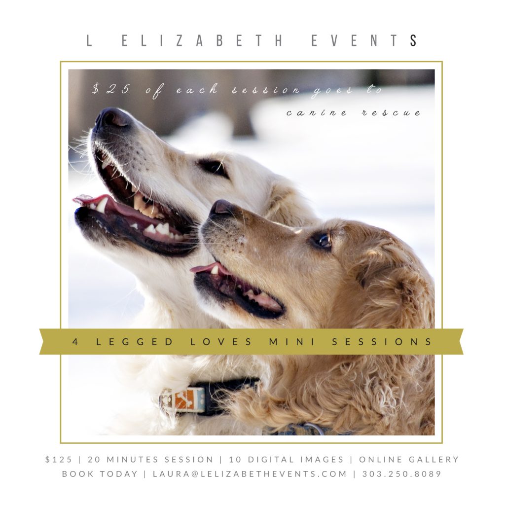 Golden Retriever, Labrador, Pet Portrait Mini Sessions